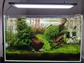 HF