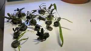 Bucky a Mikrosoria do pěstírny