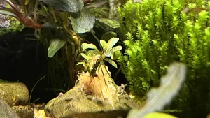 B. Needle Leaf-neúspěch