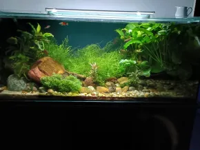 HF