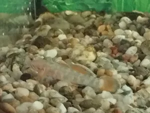 rhinogobius duospilus rhinogobius duospilus