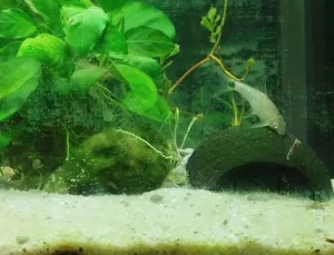 posila na čistenie rias