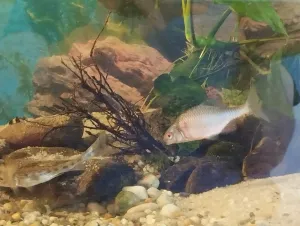 rhodeus sp.- zakúpena v akvaristike