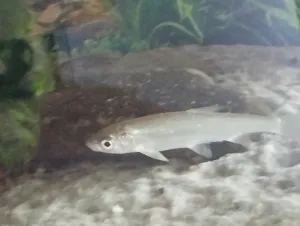 chondrostoma nasus