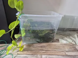 Se vzduchováním nebylo pro ryby 10h problém