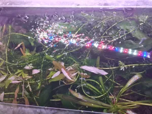 Jungle na hladině po odebrání okřehku