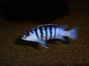 Labidochromis chizumulae Mweca