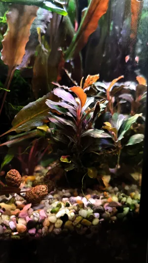 Nové bucky Nové bucky