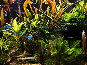 Neonky modré Neonky modré