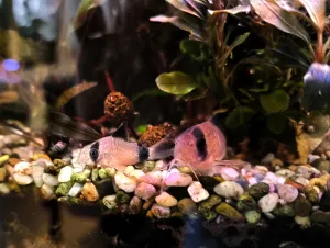 Noví pandíci se seznamují...