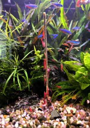 Krevetky na hostině