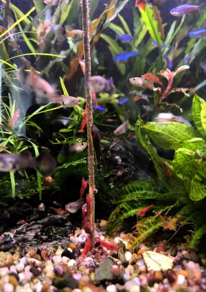 Krevetky na hostině