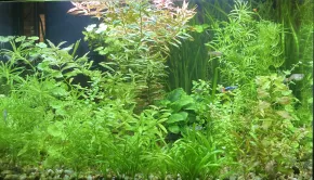 60l