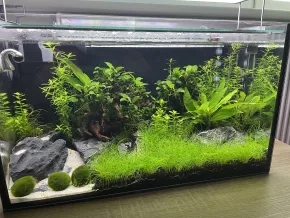 Rostlinné akvárium