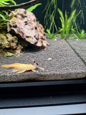 Mám mimina od albínů ????