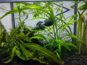Krevetus 10L