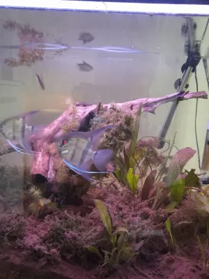 Přestavba půdního filtru u  konce . Kmen klesl za dva dni ke dnu   . Čištěním filtru  a dolívaním vody a se zvedlo pH skoro k 7 pH .  Teď čeká akváriu