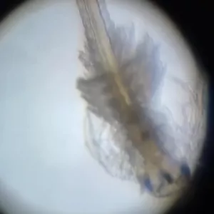 Pod mikroskopem
