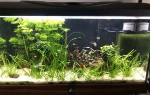 Po přestěhování akvárka