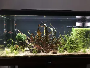HF