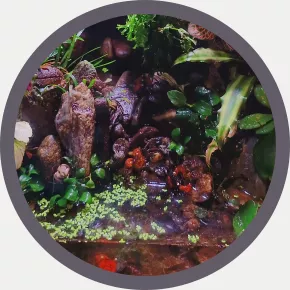 Terárium pro kraby red devil