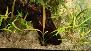 Cryptocoryne albida