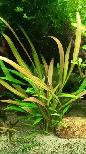 Cryptocoryne spiralis red