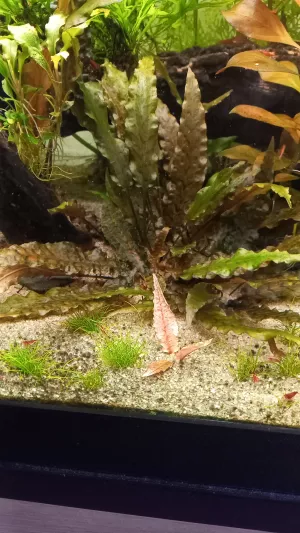 Cryptocoryne wendtii 'Tropica' a Cryptocoryne 'Flamingo'