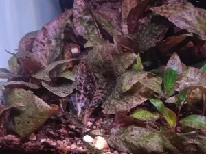 Cryptocoryne nurii var. raubensis