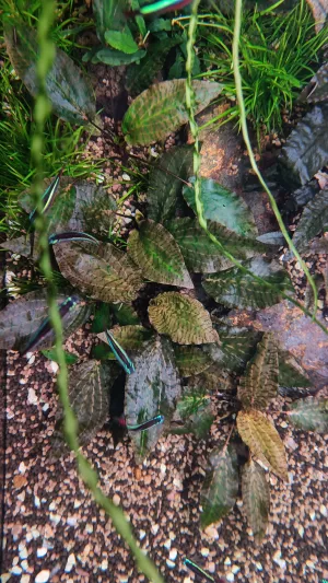 Cryptocoryne nurii var. raubensis