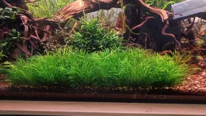 Blyxa japonica
