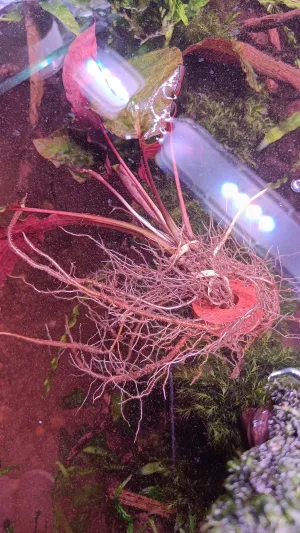 Cryptocoryne nurii var. raubensis