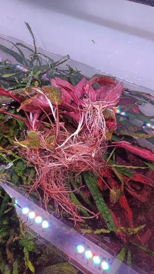 Cryptocoryne nurii var. raubensis