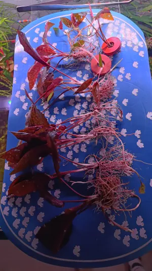 Cryptocoryne nurii var. raubensis