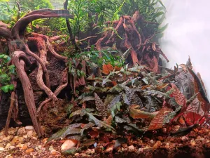 Cr. Wendti var. tropica a flamingo