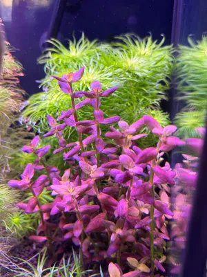 Bacopa sp. Purple