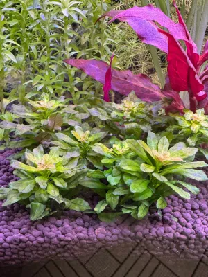 Ludwigia sphaerocarpa "Pilosa"