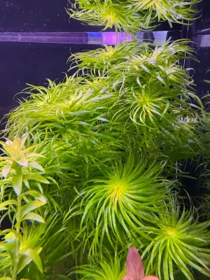 syngonanthus Lago Grande