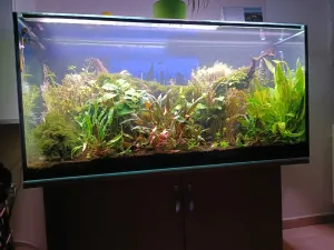 Bohužel poslední fotka tohoto akvária protože se mi rozlepilo ve spoji2