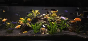 HF