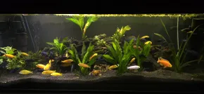 HF