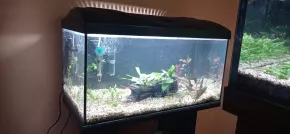 HF