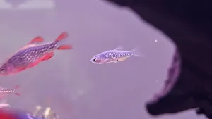 První odchovaná rasbora galaxy
