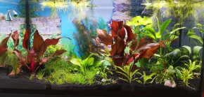 Juwel Primo LED 60