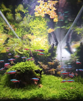 Kouzlo červeného neonu