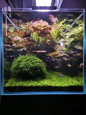 Předsunutá hlídka