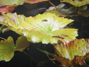 Sourozenci s odstupem kvartálu