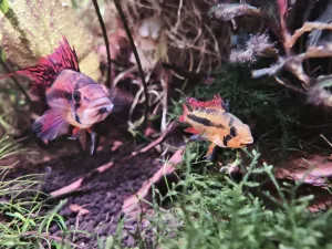 Papouškovi před domem