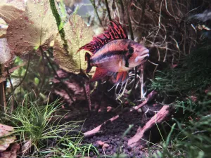 Pan Papoušek na zápraží