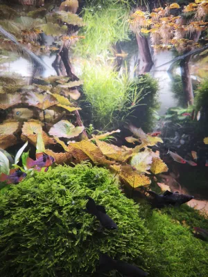 Ramirezovi zdraví z Řípu...